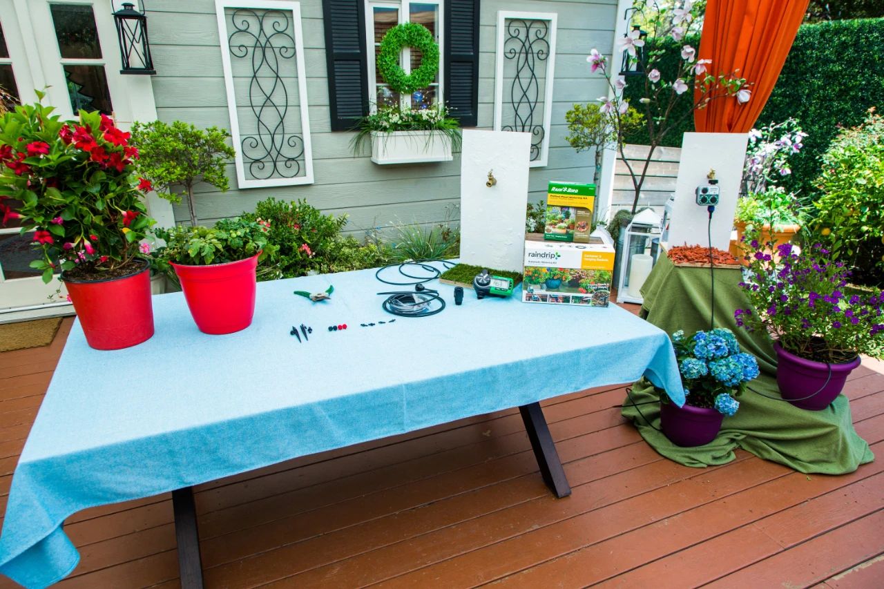 家里种什么植物好打理,看一下家里的植物怎么养