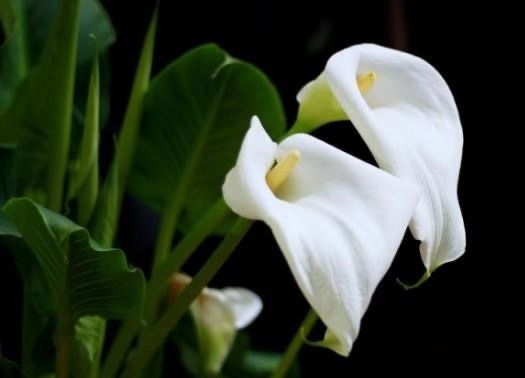 国产马蹄莲盆栽夏天怎么养护,马蹄莲花期施什么肥好养护它呢