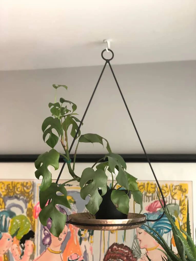 100㎡的家养了99株植物，我醉氧了…