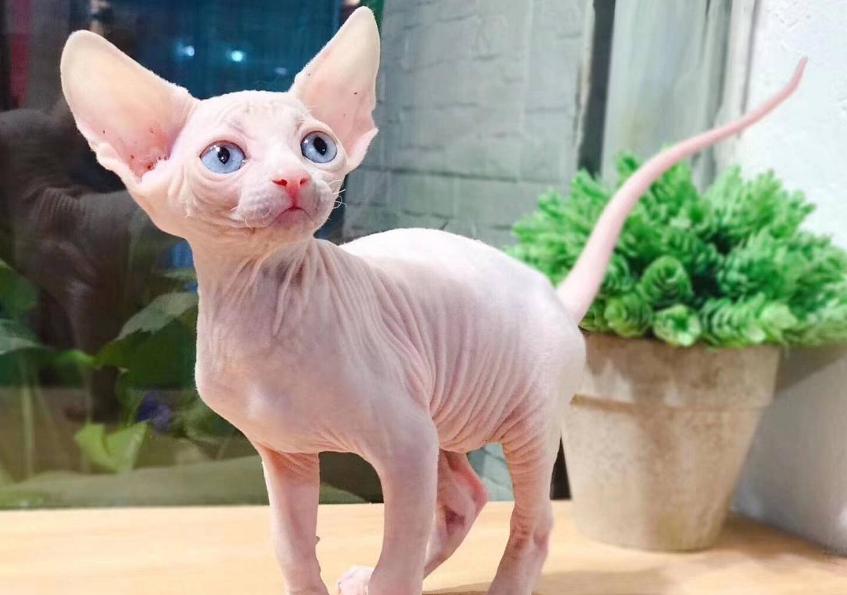 很可怕的5种猫不建议饲养,这5种猫很可怕一般不建议饲养