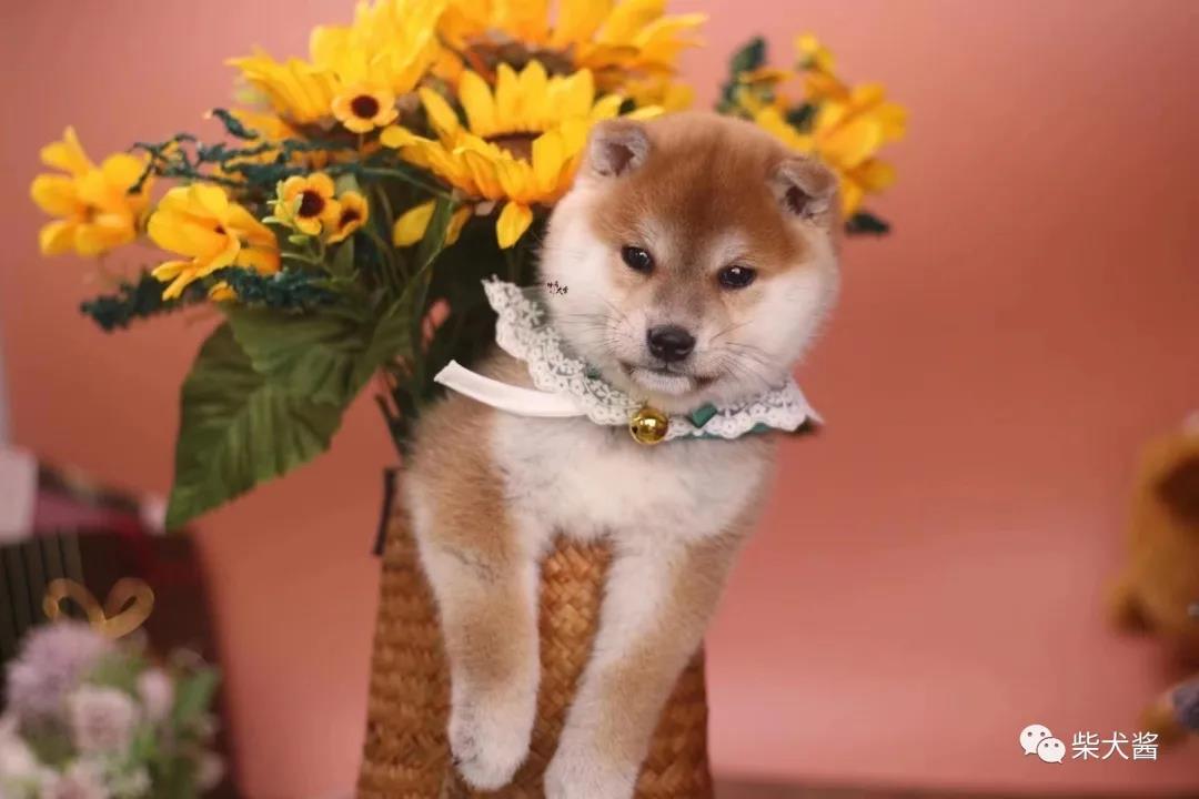 有没有便宜的柴犬,柴犬网上买的十元是真的吗