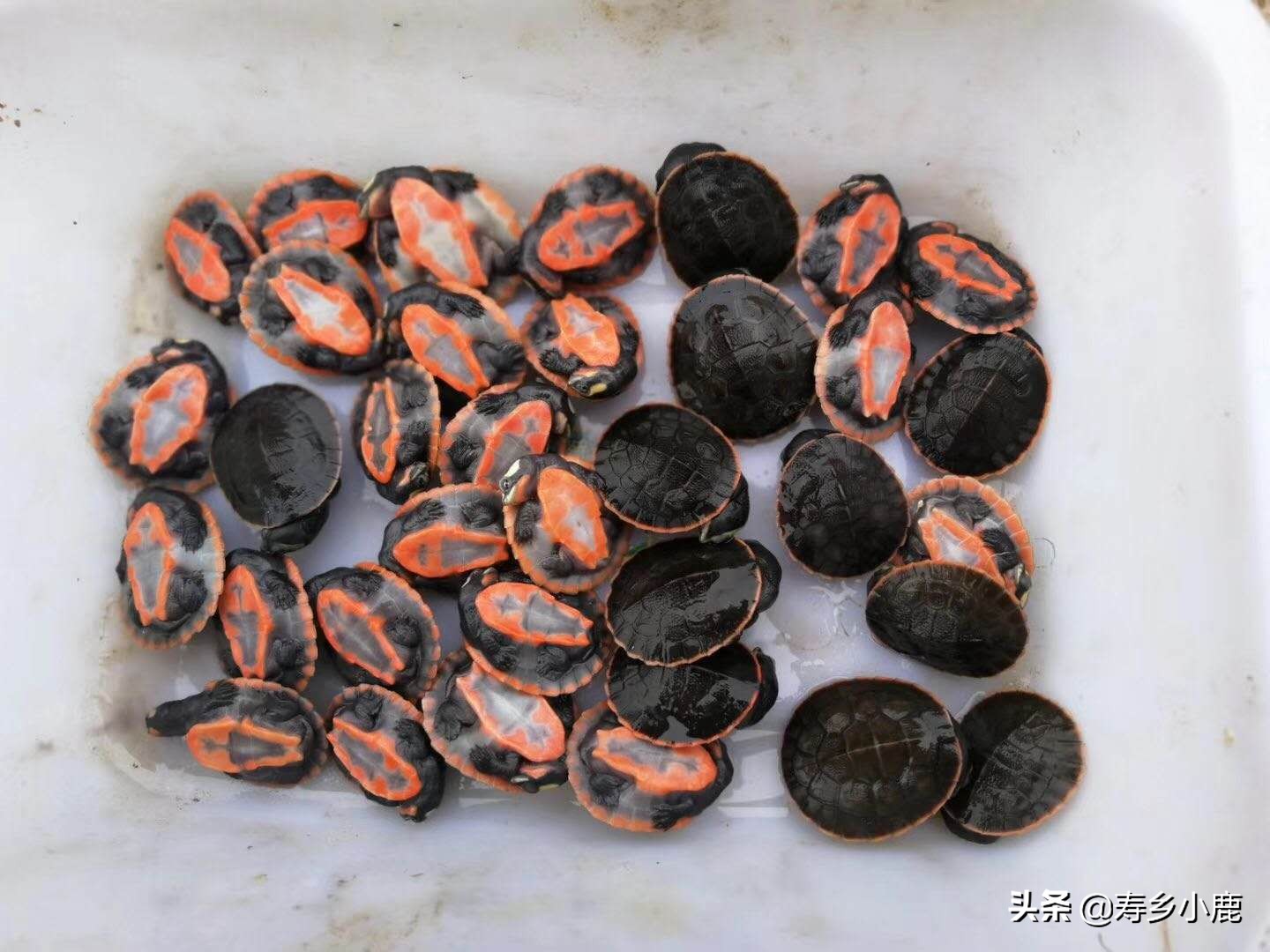 乌龟长途运输到家怎么处理,乌龟收到货后怎么办