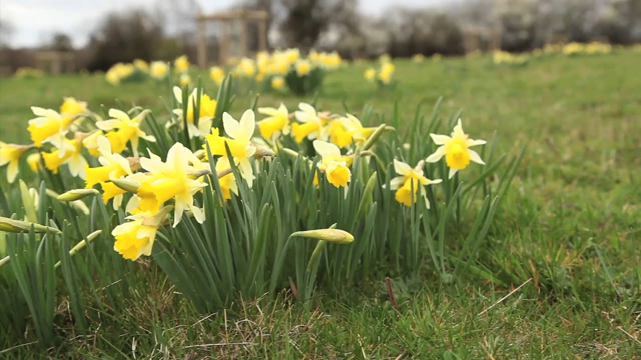 1月至12月生日花的花语,什么花语是祝福生日快乐的花
