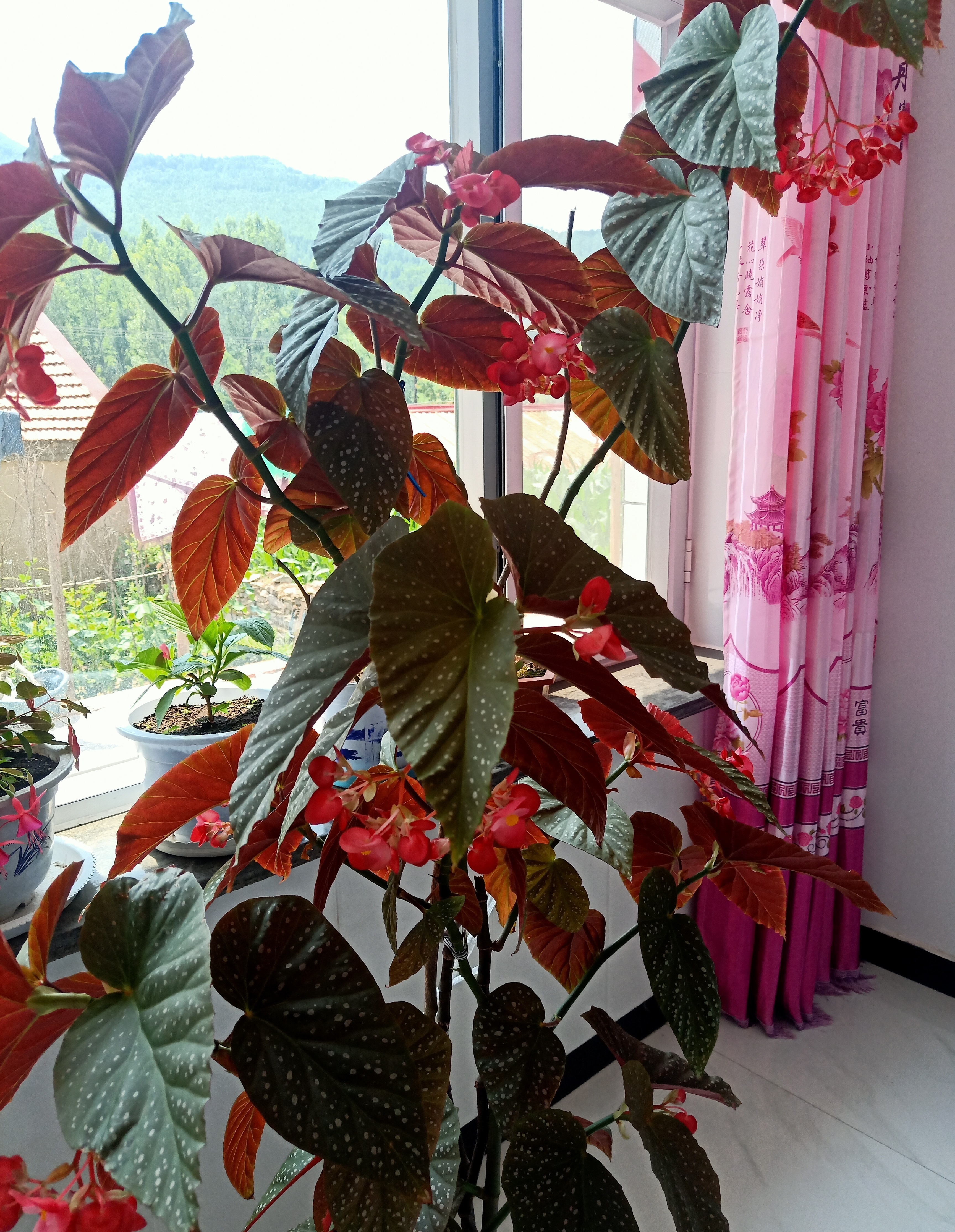 四季开花的盆栽竹节海棠怎么样,竹节海棠怎么养才能快速开花