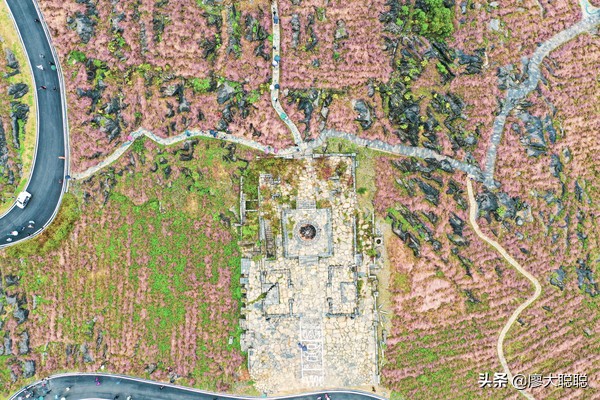 重庆这片花海你还没有来打开，那你就输了