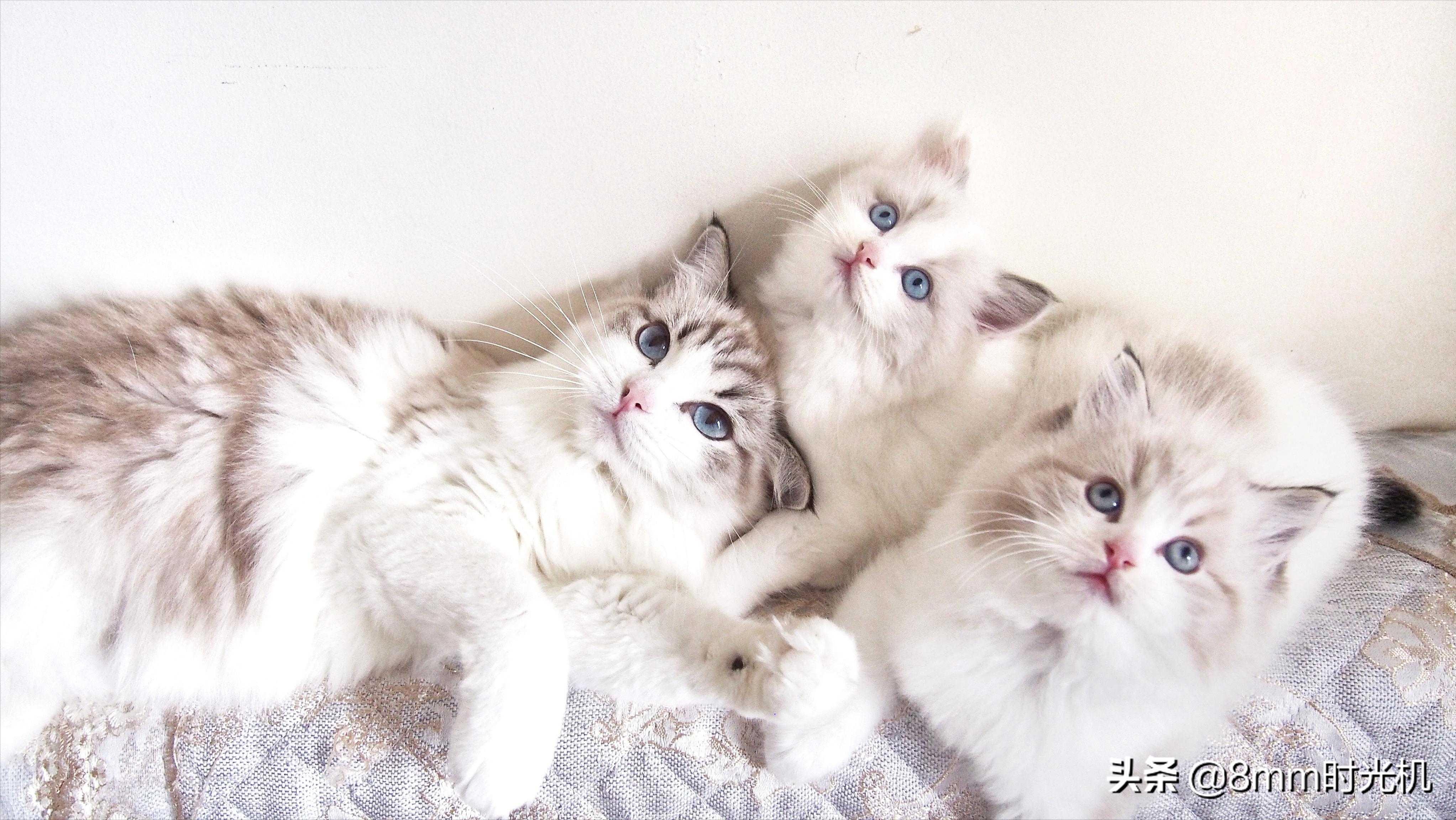 喵星人的品种大全,2018年10大最受欢迎喵星人品种