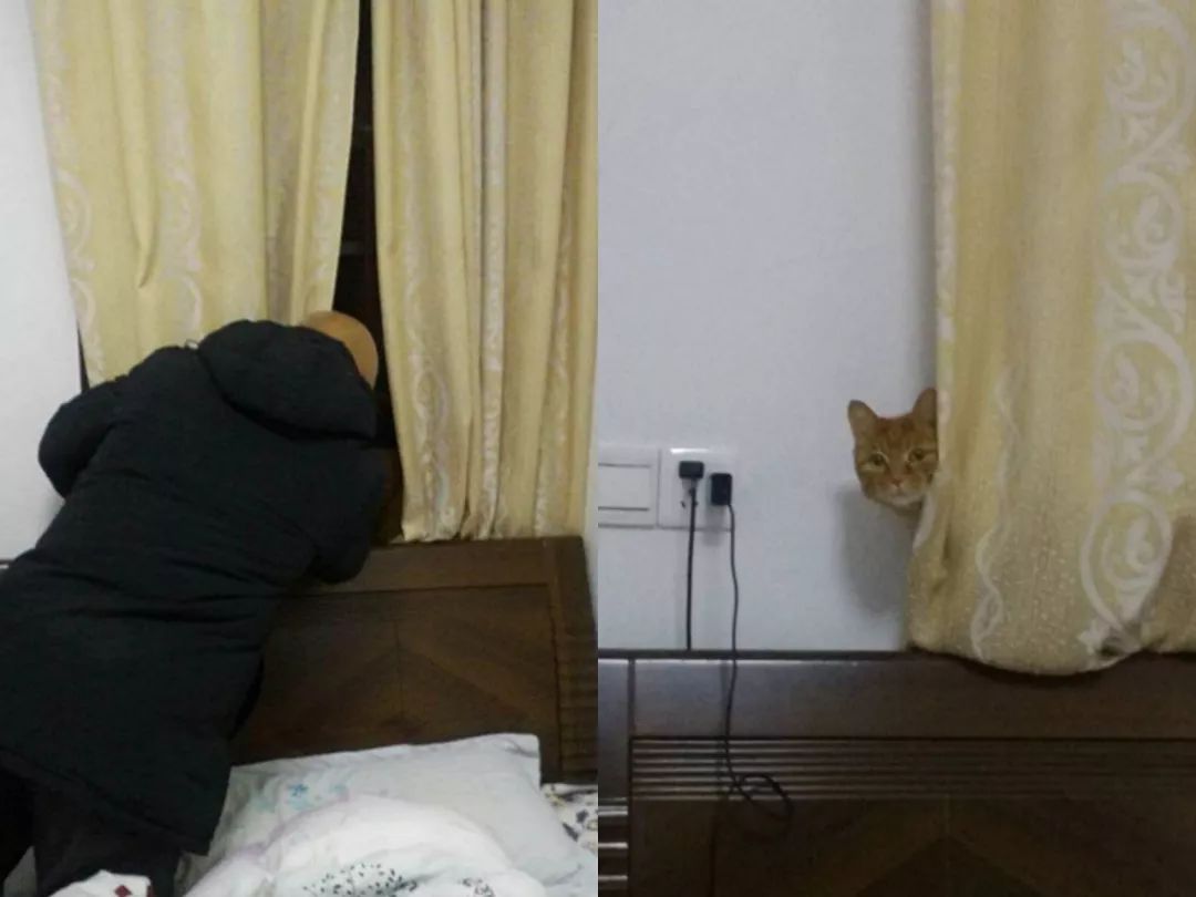 爸妈养宠物之后,就没你什么事了