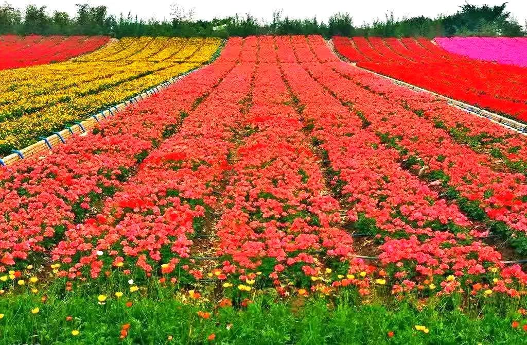 合肥被评为最宜居的城市,西安与合肥哪个宜居