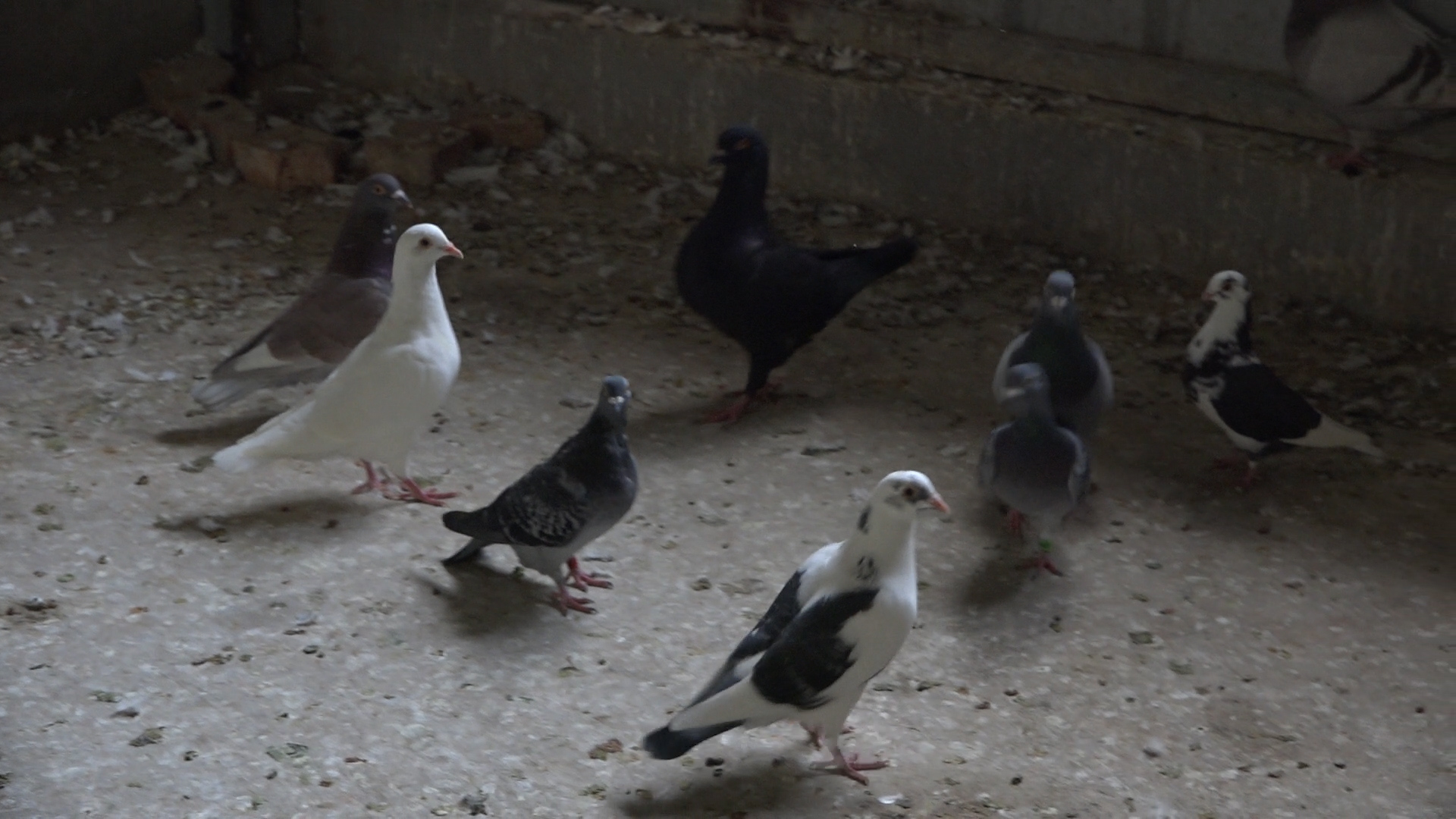 母鸽不产蛋有什么好的治疗办法,母鸽下完蛋被拿走了多久能再下蛋