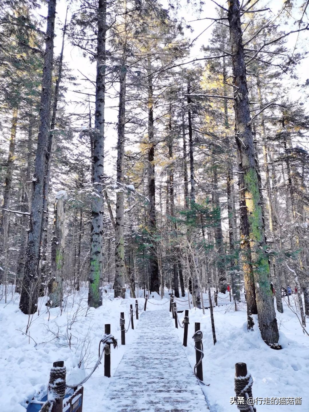 长白山天池猴子泡温泉 (长白山冬天看天池)
