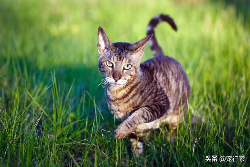 养猫后家里好臭怎么办,养猫后觉得猫很烦怎么办