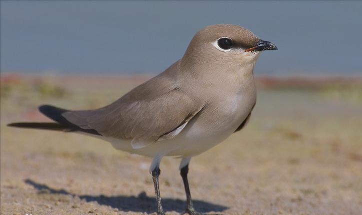 东江揽胜,惠州淡水常见鸟类图谱