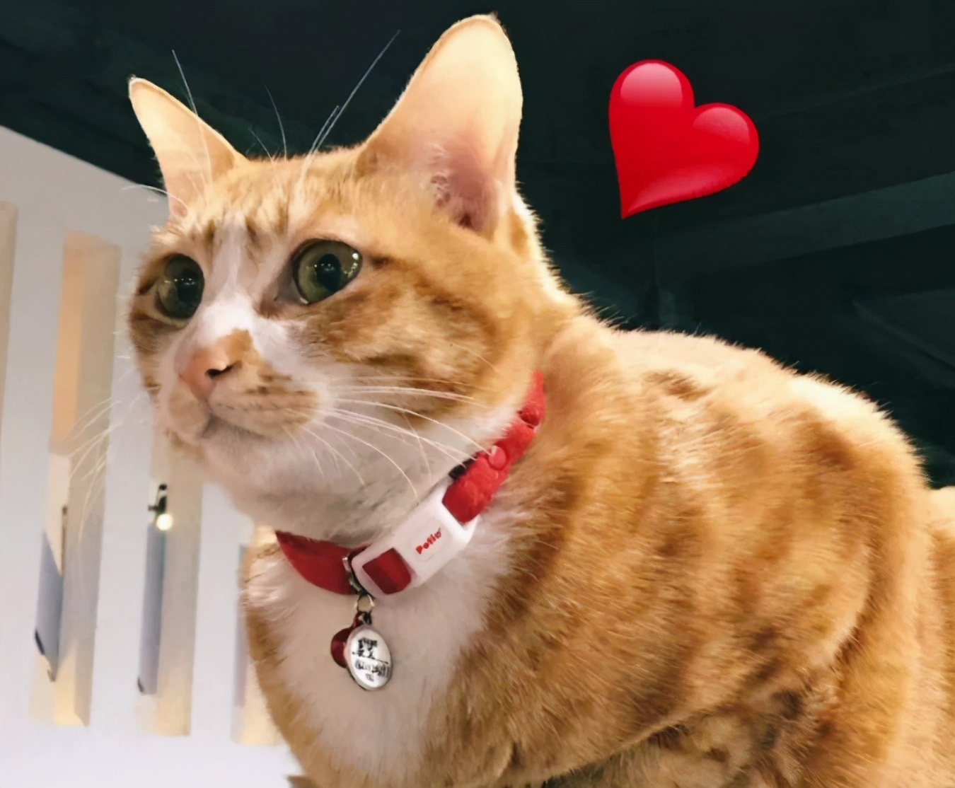 国产最安全的猫粮,国产放心的猫粮品牌