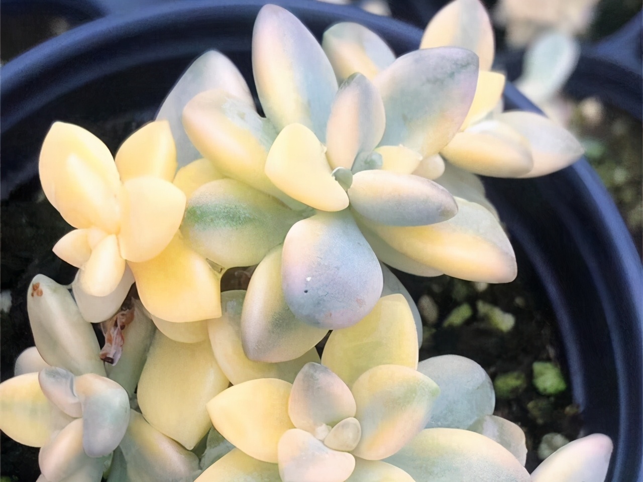 多肉入秋养护重点,多肉超过三十度夏天养护并不难