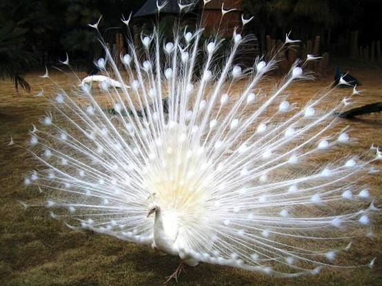 男孔雀会开屏女孔雀不会开屏,公孔雀会开屏吗母孔雀会不会开屏