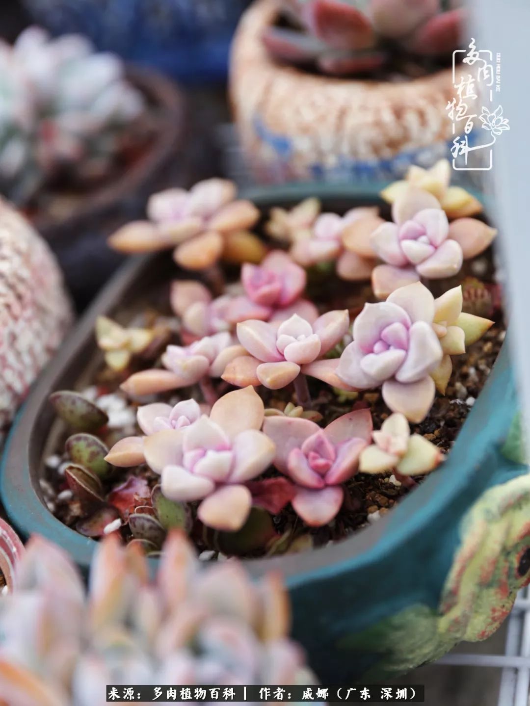 笼子里的多肉,露养的多肉和室内的多肉区别
