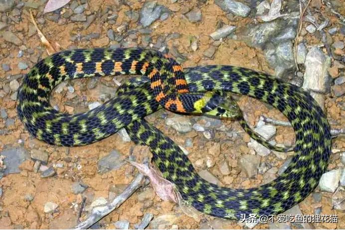 带你认识我国分布的劲槽蛇属蛇类，虎斑颈槽蛇遍布祖国大江南北