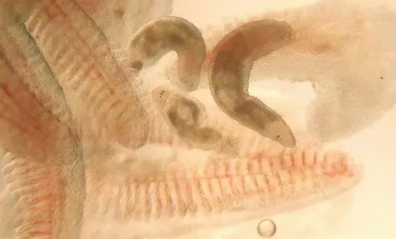 鱼类寄生虫用什么药,鱼类寄生虫怎么灭杀