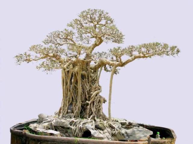 越南大叔创造盆景,越南小伙千万盆景