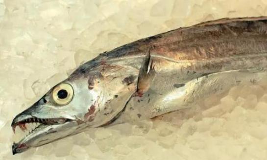 买带鱼黄眼睛和黑眼睛哪个好,买带鱼黄眼睛的好还是黑眼睛的好