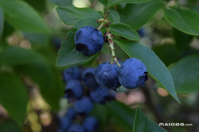 辽宁省哪的采摘园最好,十一辽宁采摘园有哪些地方