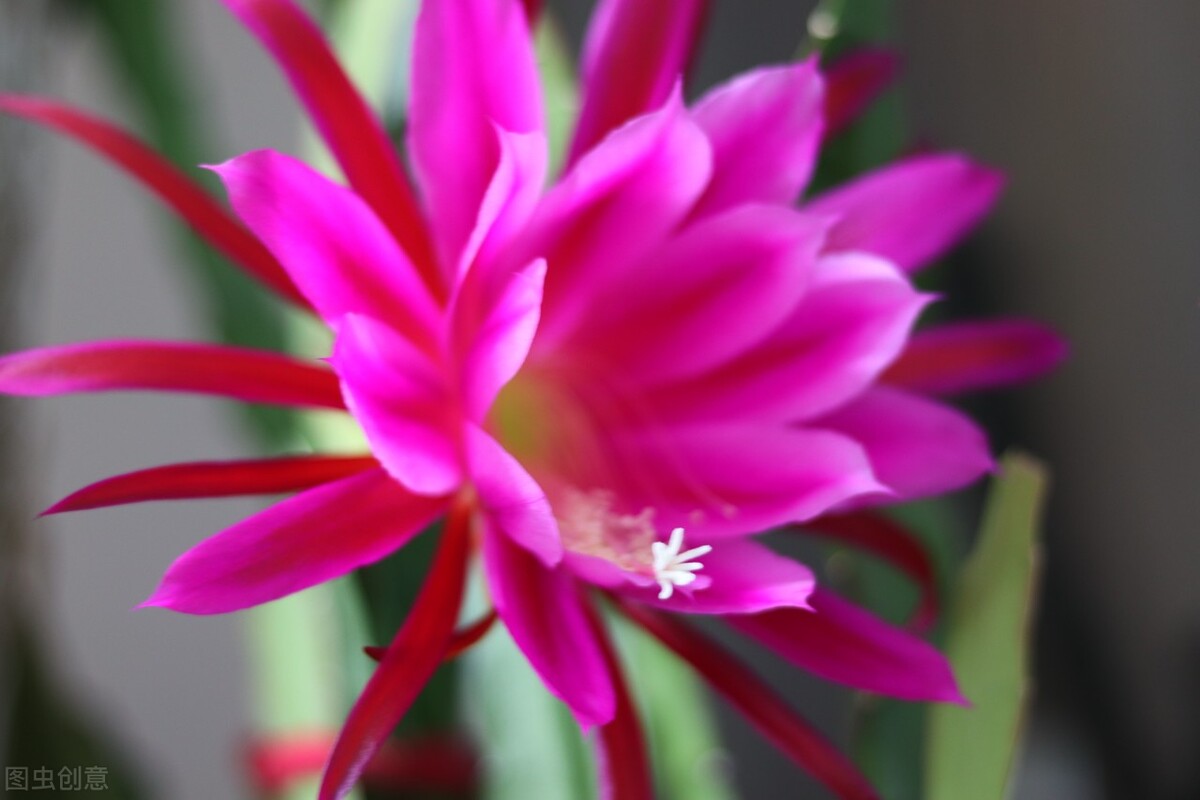 养花越用心好像越成为负担,养花赚钱的方法