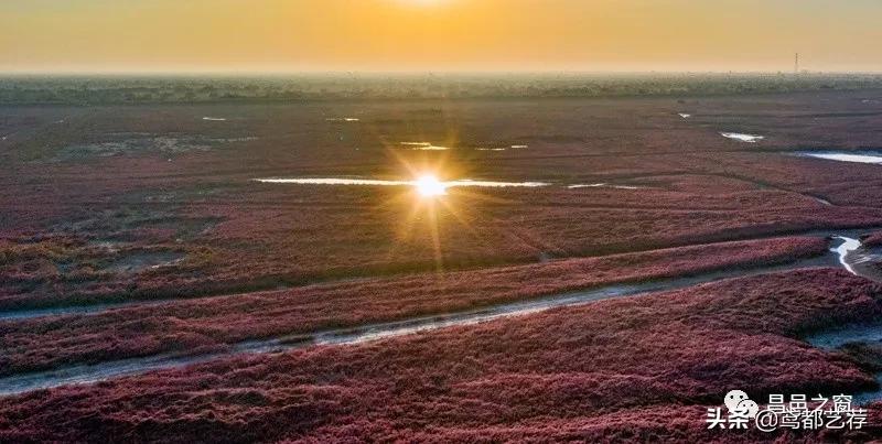 「摄影」昌北有片柽柳林——徐振宁、李发宁作品