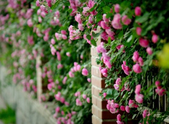 花团锦簇姹紫嫣红诗句,花团锦簇的蔷薇视频