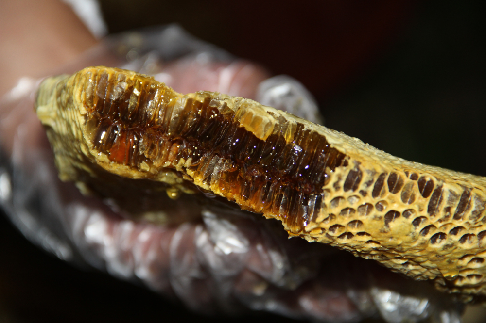 野蜂的口粮极为珍稀,一年等一次,再危险我们也要去“盗”一些!