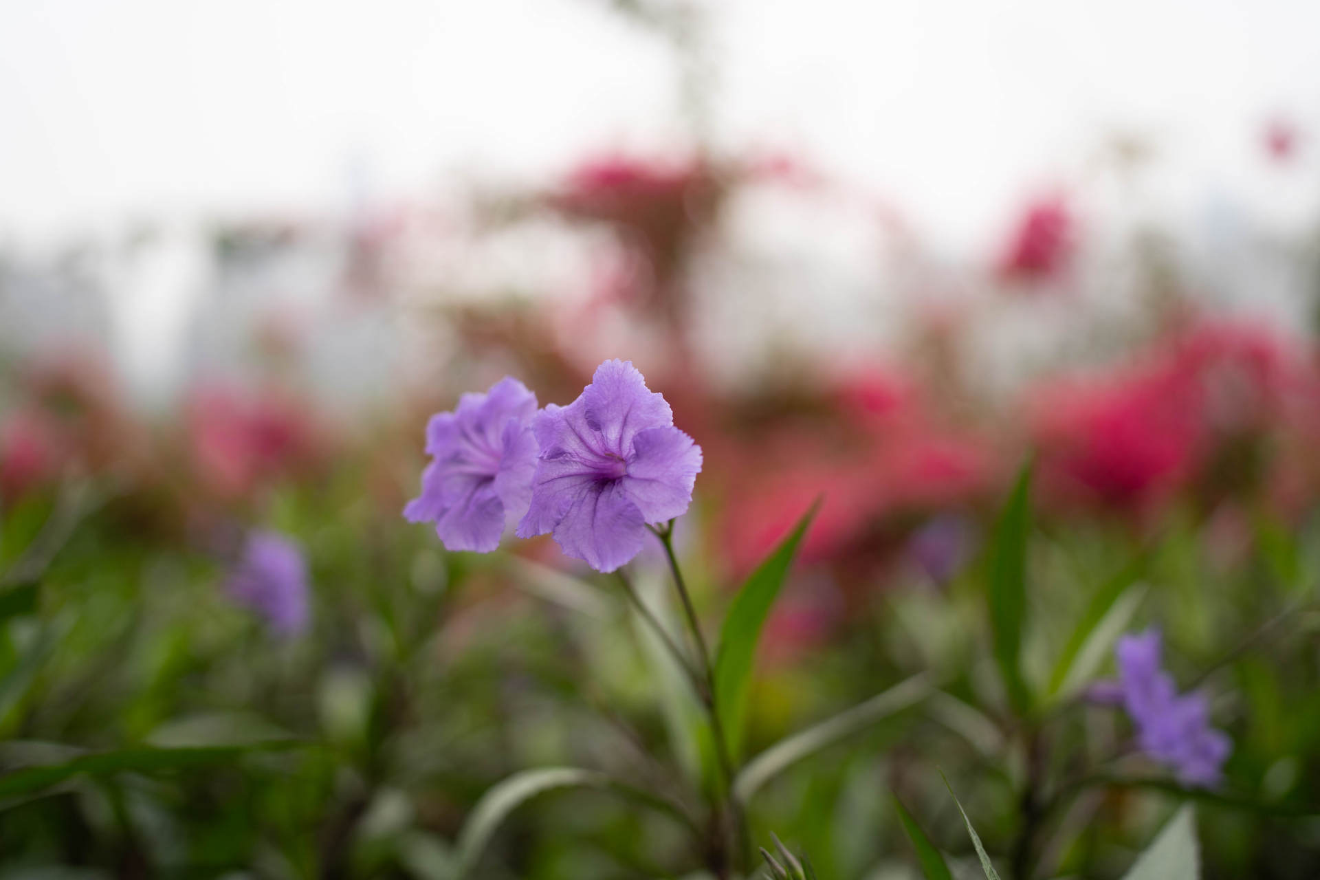 索尼定焦镜头性价比推荐,索尼35mm定焦推荐国产