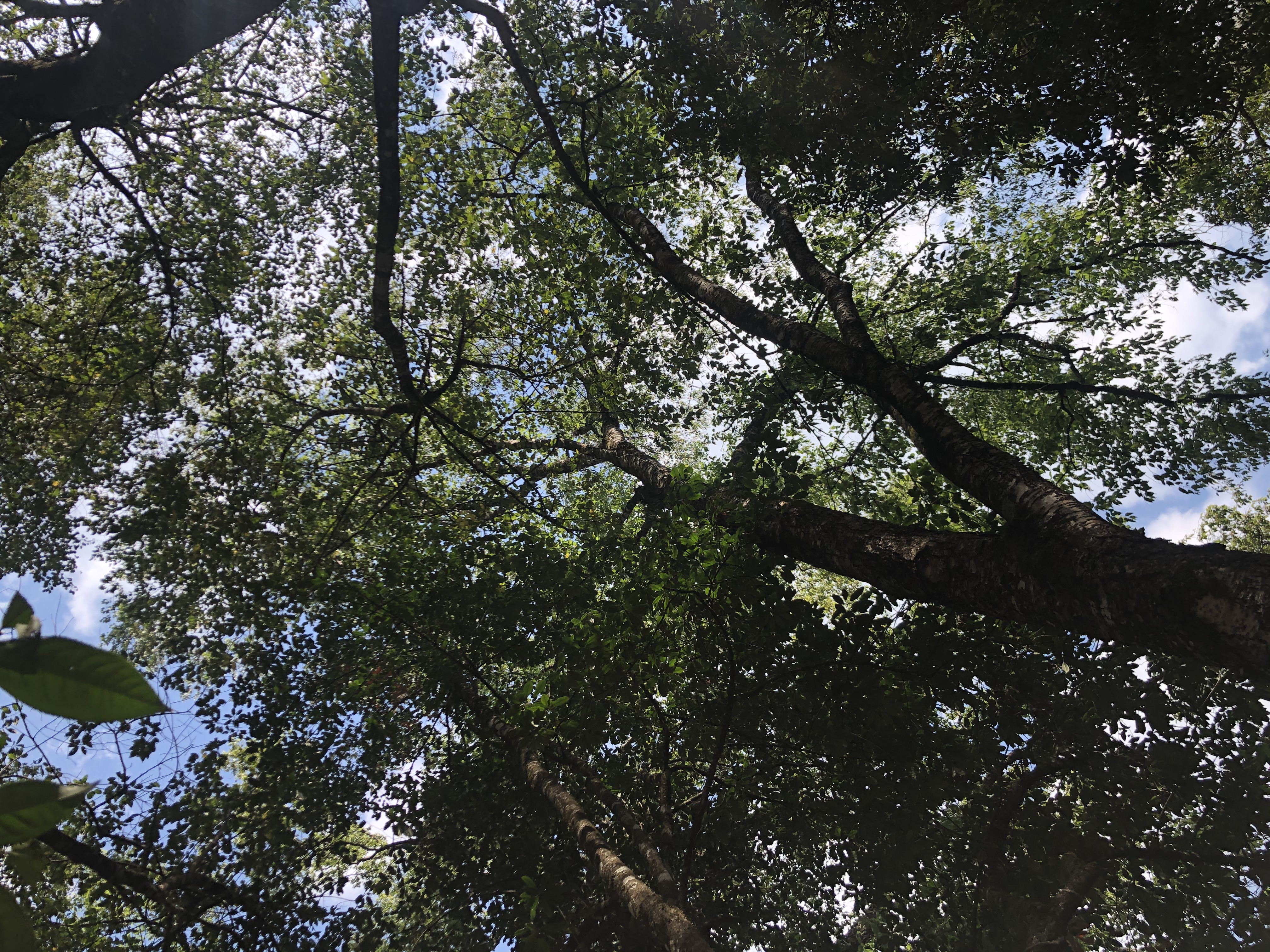 隐山野生古树红茶,隐山古树春茶