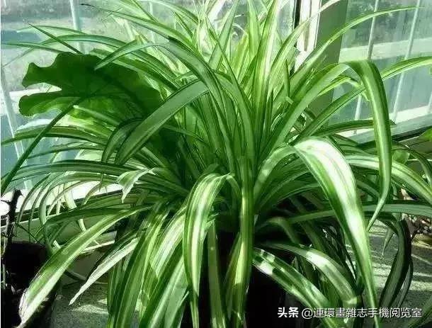 100种常见花卉植物图谱,100种花卉素描图谱