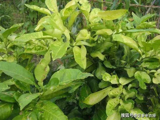 钙镁硼锌怎么搭配,钙镁硼锌片的作用