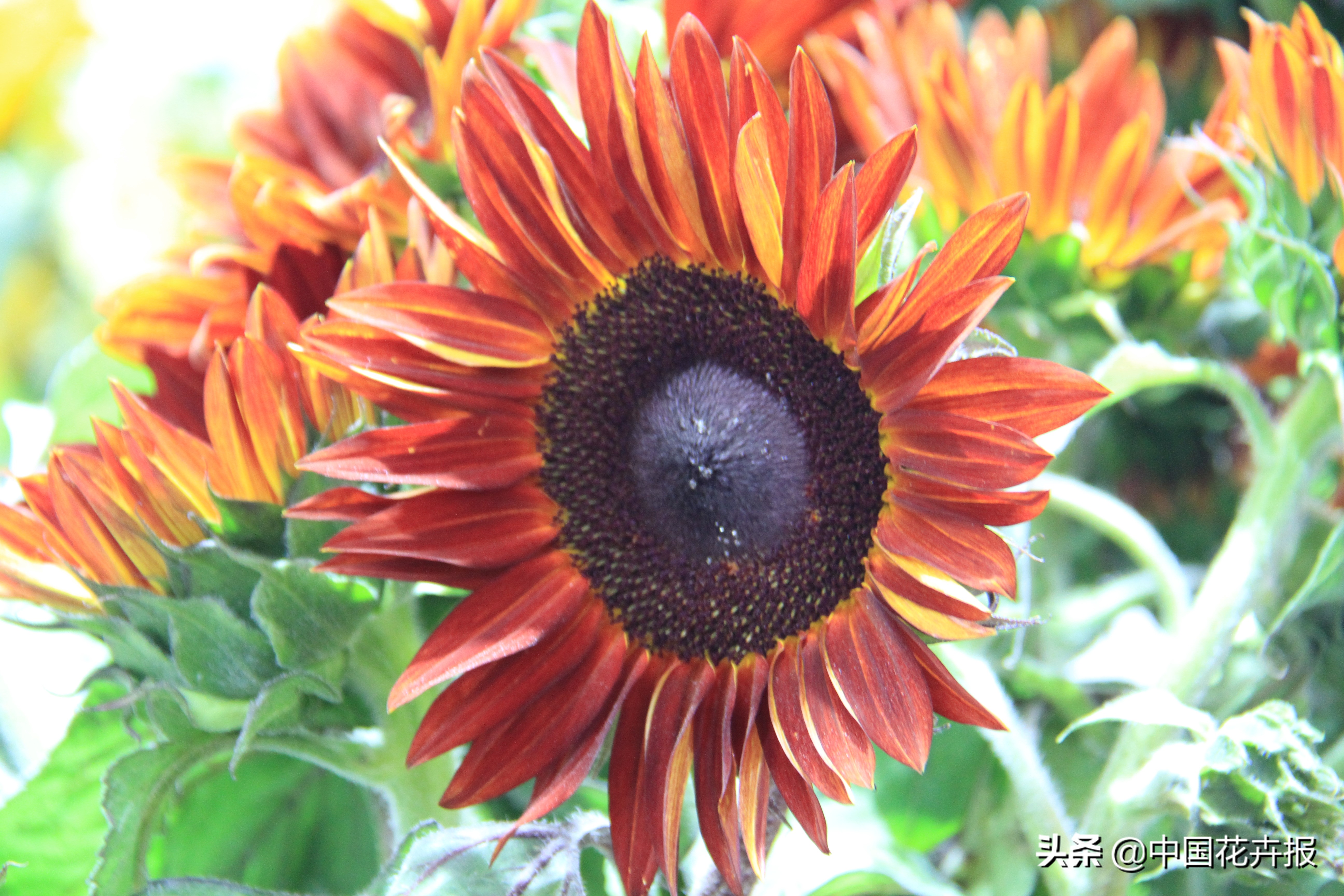 父亲节来了给爸爸买点啥,父亲节来了要给爸爸送些什么呢