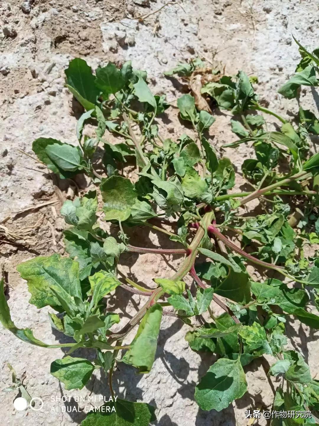 飞防高浓度,飞防7天效果