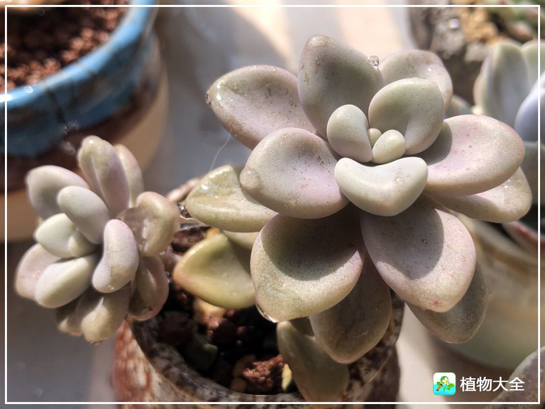 多肉植物艾伦视频,多肉植物艾伦价位