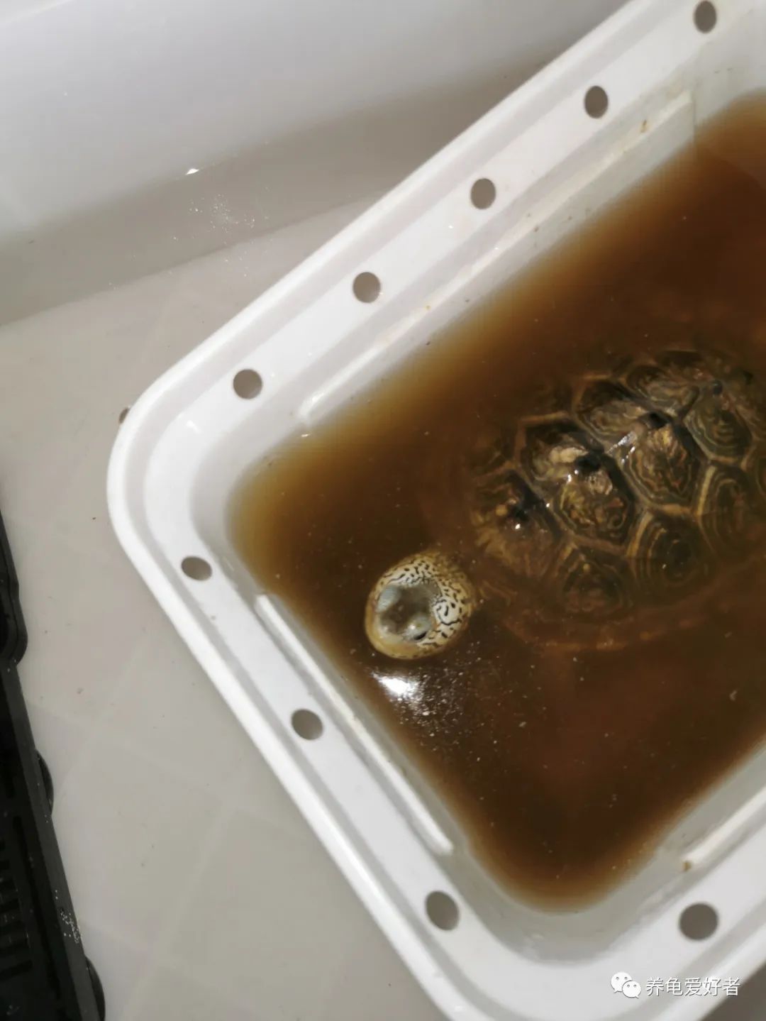 龟病用草药治疗方法,治龟病最佳药物