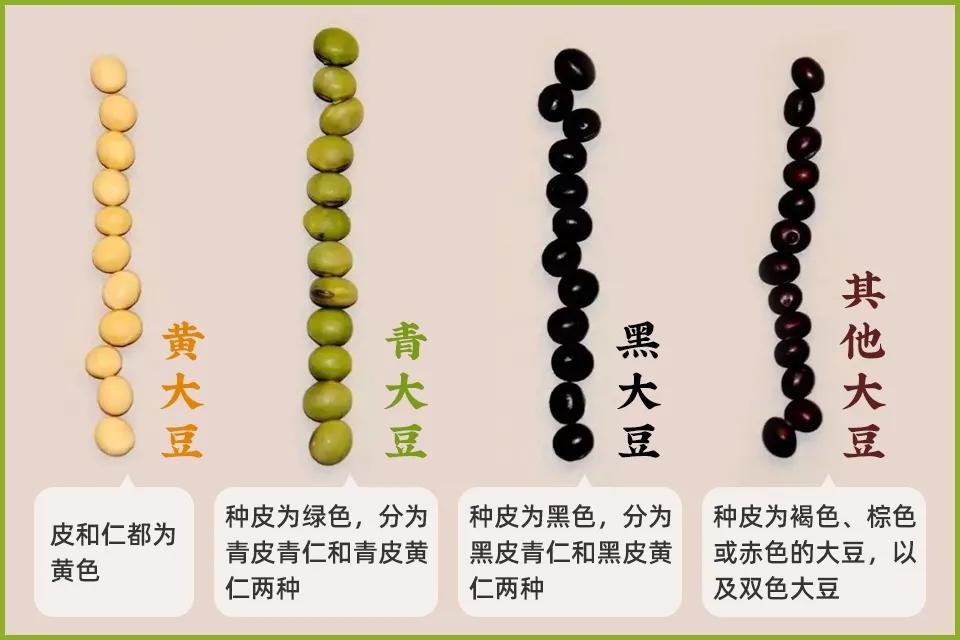 黄豆豌豆黑豆大豆毛豆的区别,红豆黄豆绿豆黑豆哪种豆营养最高