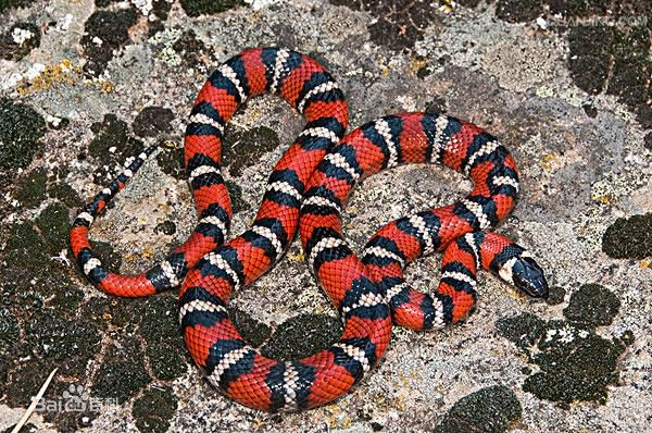 冷血精神病有感情吗,冷血精神病治疗