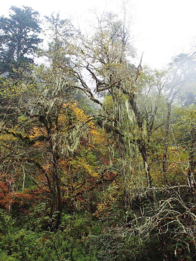 又美又神秘的风景,海螺沟的景色太美啦