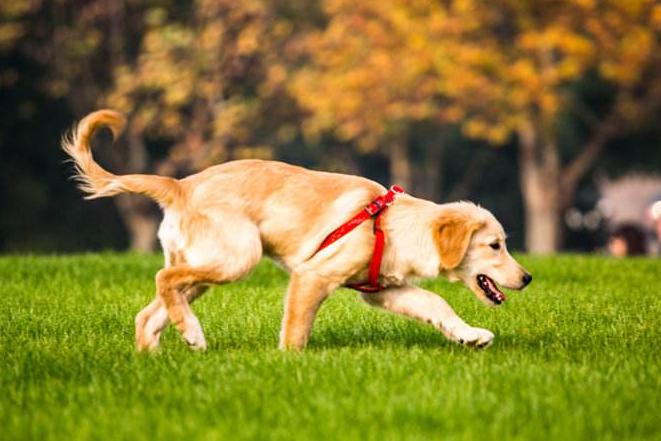 怎么判断金毛的好坏,怎么看金毛品相好不好