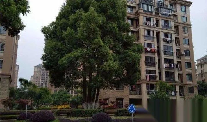 楹昏荆鍐蜂覆鎽嗘憡,鍐蜂覆鎽嗘憡