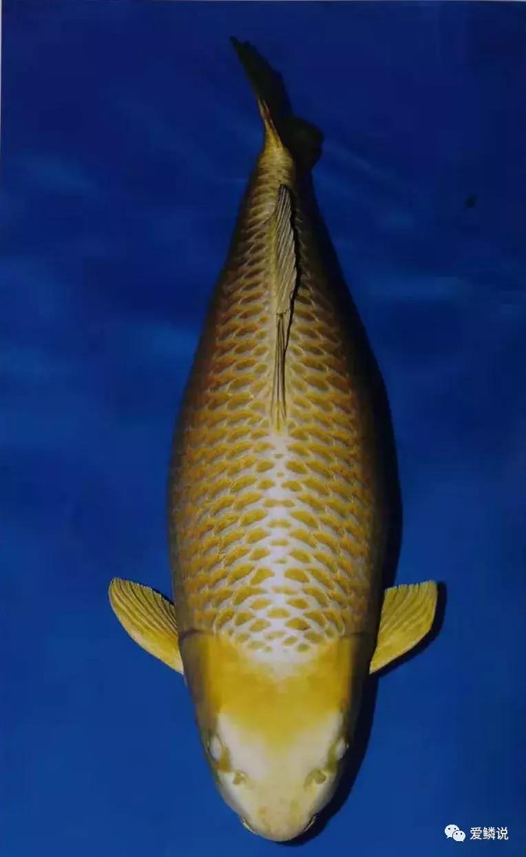 拍卖会有什么拍卖技巧,拍卖会竞拍的技巧