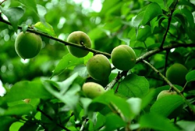 羹的作用与功效,羹的意义和含义