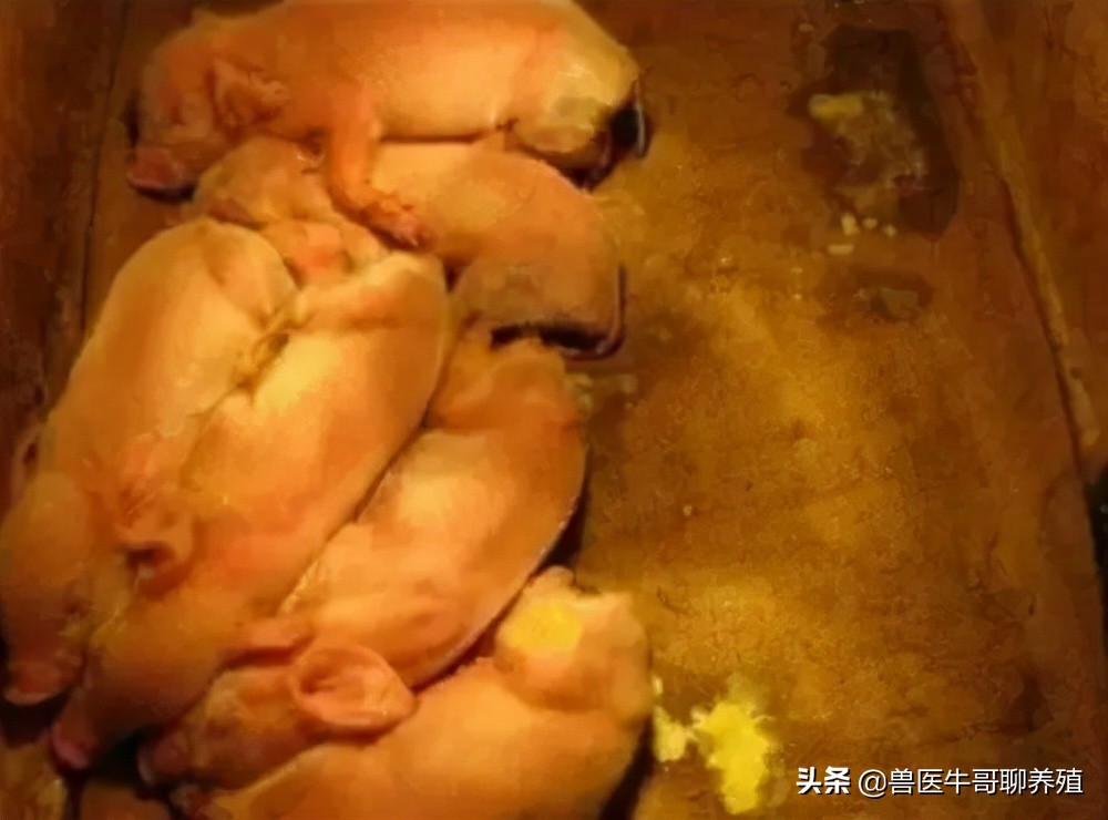 出生三天小猪拉稀喝脏水怎么治,仔猪伪狂犬拉稀和胃肠炎拉稀区别