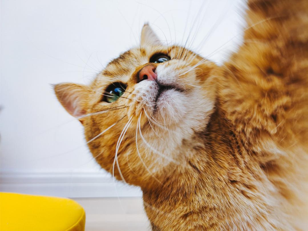 猫宫庄园如何选择适合猫咪的猫砂,猫宫庄园