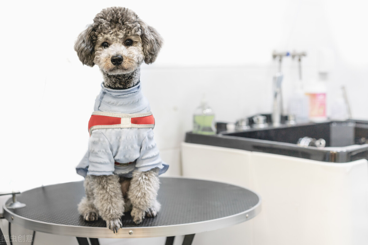 泰迪真正认主人的表现,如何让泰迪认自己为主人