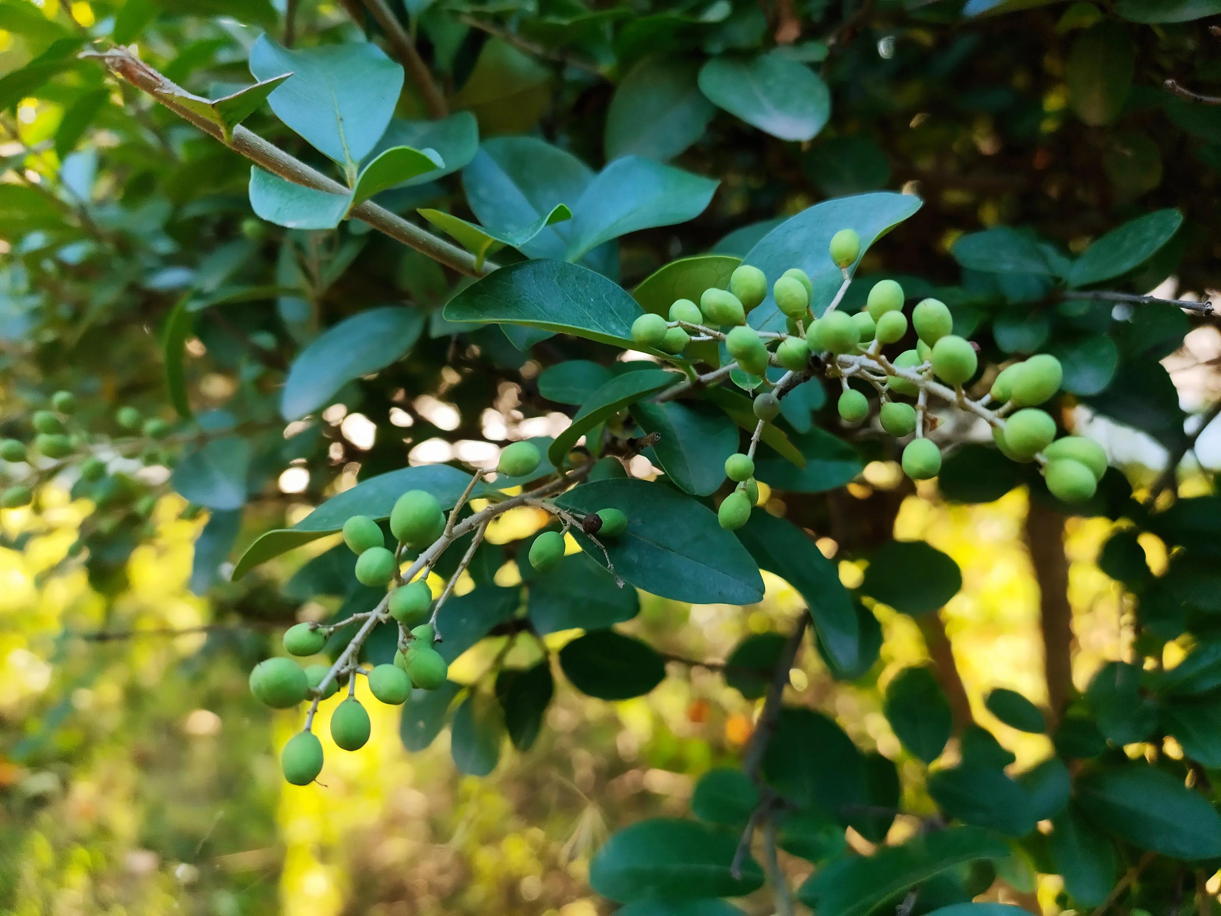 武清南湖公园免费,武清南湖公园门票多少钱