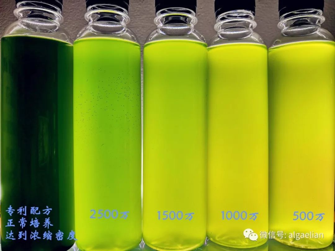 海蛞蝓和寄生虫,海蛞蝓和藻类的关系