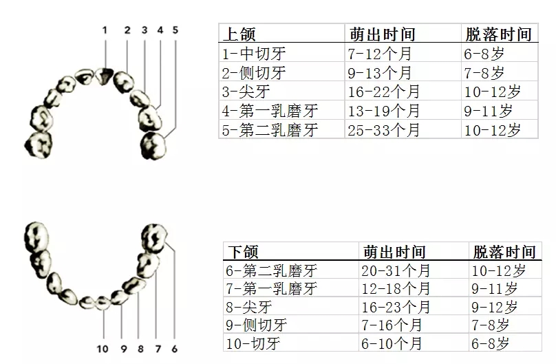 宝宝多大开始需要清洁口腔,孩子乳牙出来了怎么清理口腔